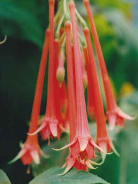 F. fulgens rubra-grandiflora