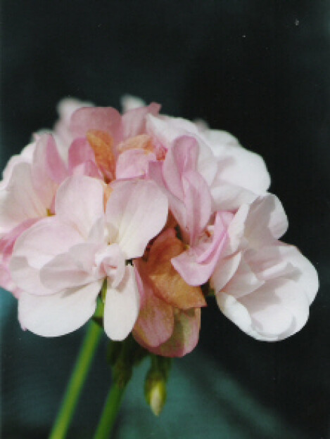 Brixworth Bouquet