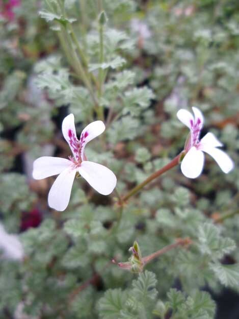 P. abrotanifolium