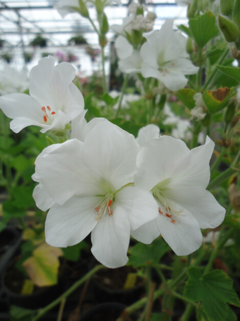 P. cucullatum ssp strigifolium 'White Form'