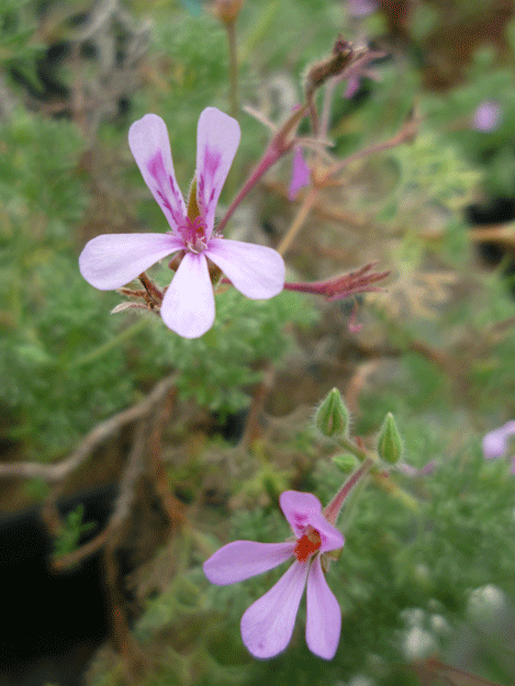 P. abrotanifolium 'Naudesnek'