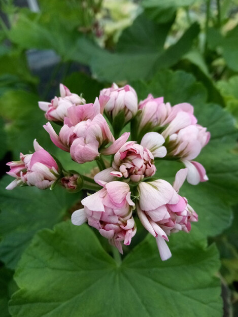 Australian Pink rosebud